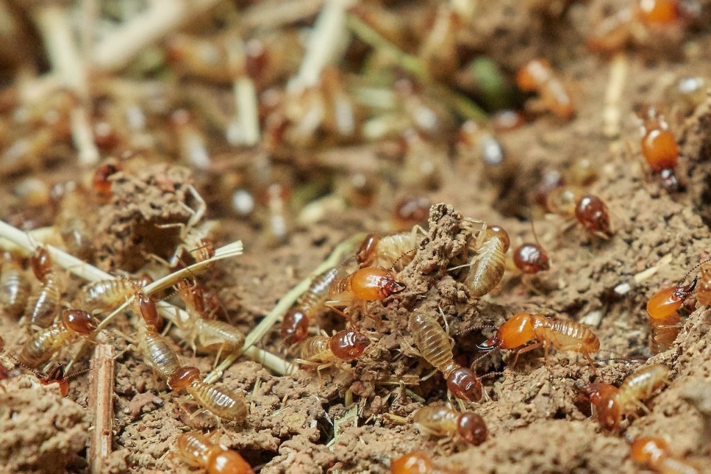 Empresa especializada en tratamientos de madera libres de químicos